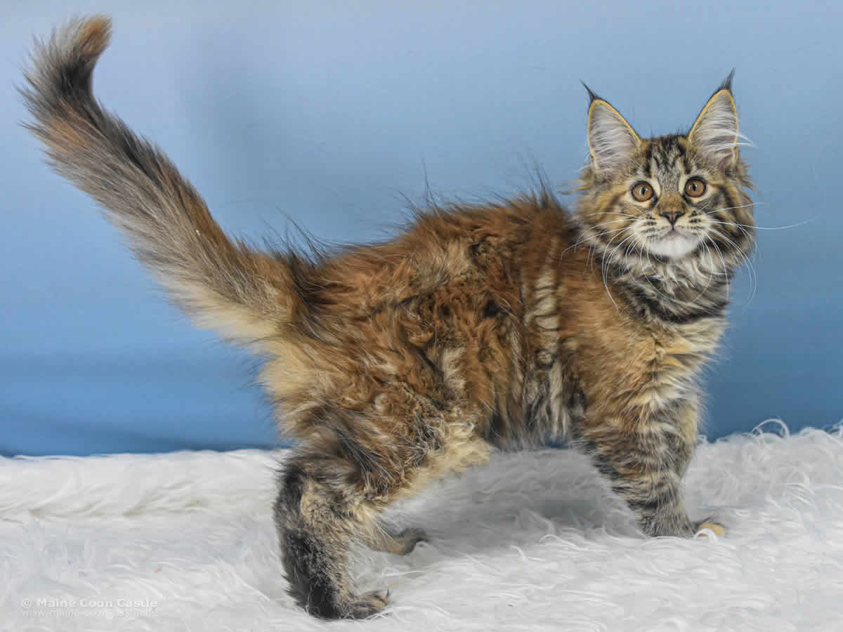 Ushi 12 Wochen alt, 1680 g Maine Coon Baby Ushi 12 Wochen alt