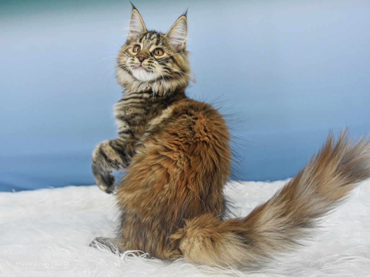 Ushi 15 Wochen alt, 2250 g Maine Coon Baby Ushi 15 Wochen alt