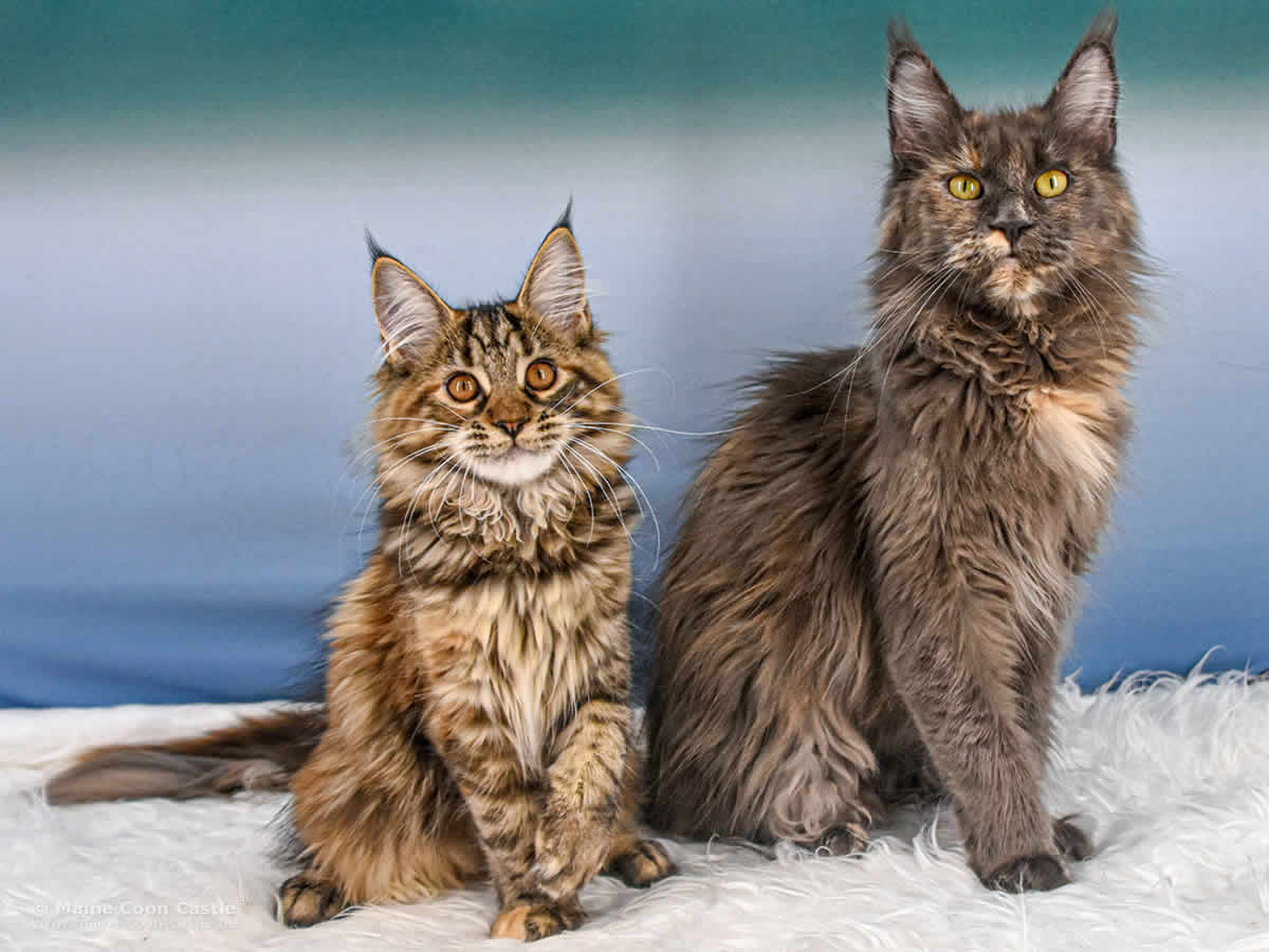 Ushi of Maine Coon Castle Ushi of Maine Coon Castle