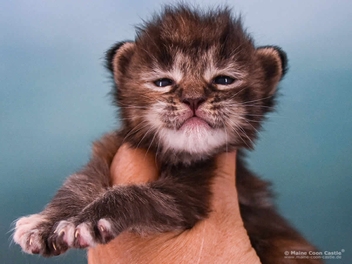 Ushi 2 Wochen alt, 344 g Maine Coon Baby Ushi 2 Wochen alt