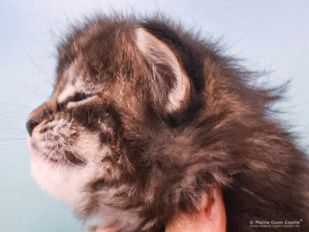 Ushi 3 Wochen alt Maine Coon Baby Ushi 3 Wochen alt