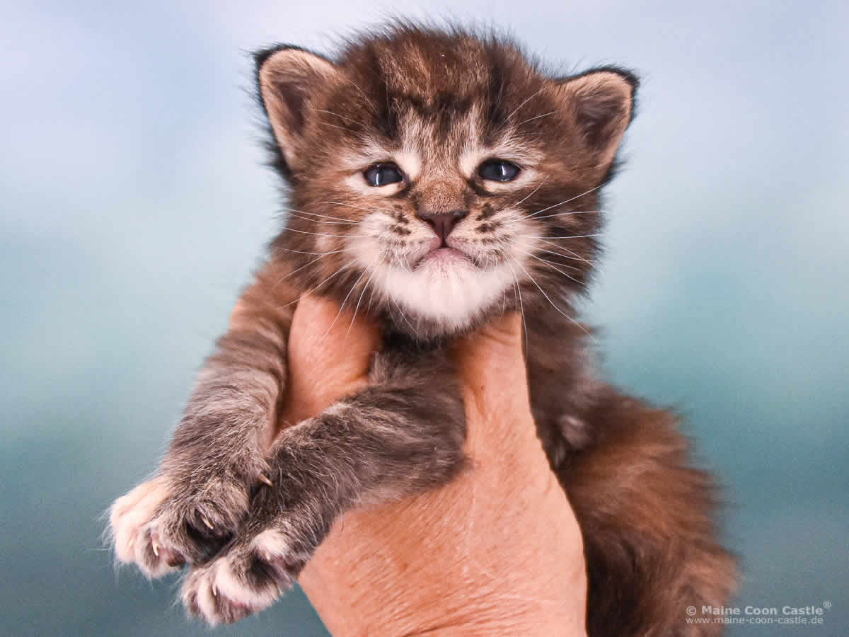 Ushi 3 Wochen alt, 431 g Maine Coon Baby Ushi 3 Wochen alt