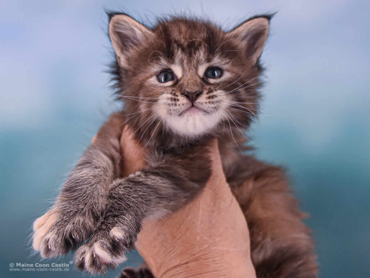 Ushi 4 Wochen alt, 514 g Maine Coon Baby Ushi 4 Wochen alt