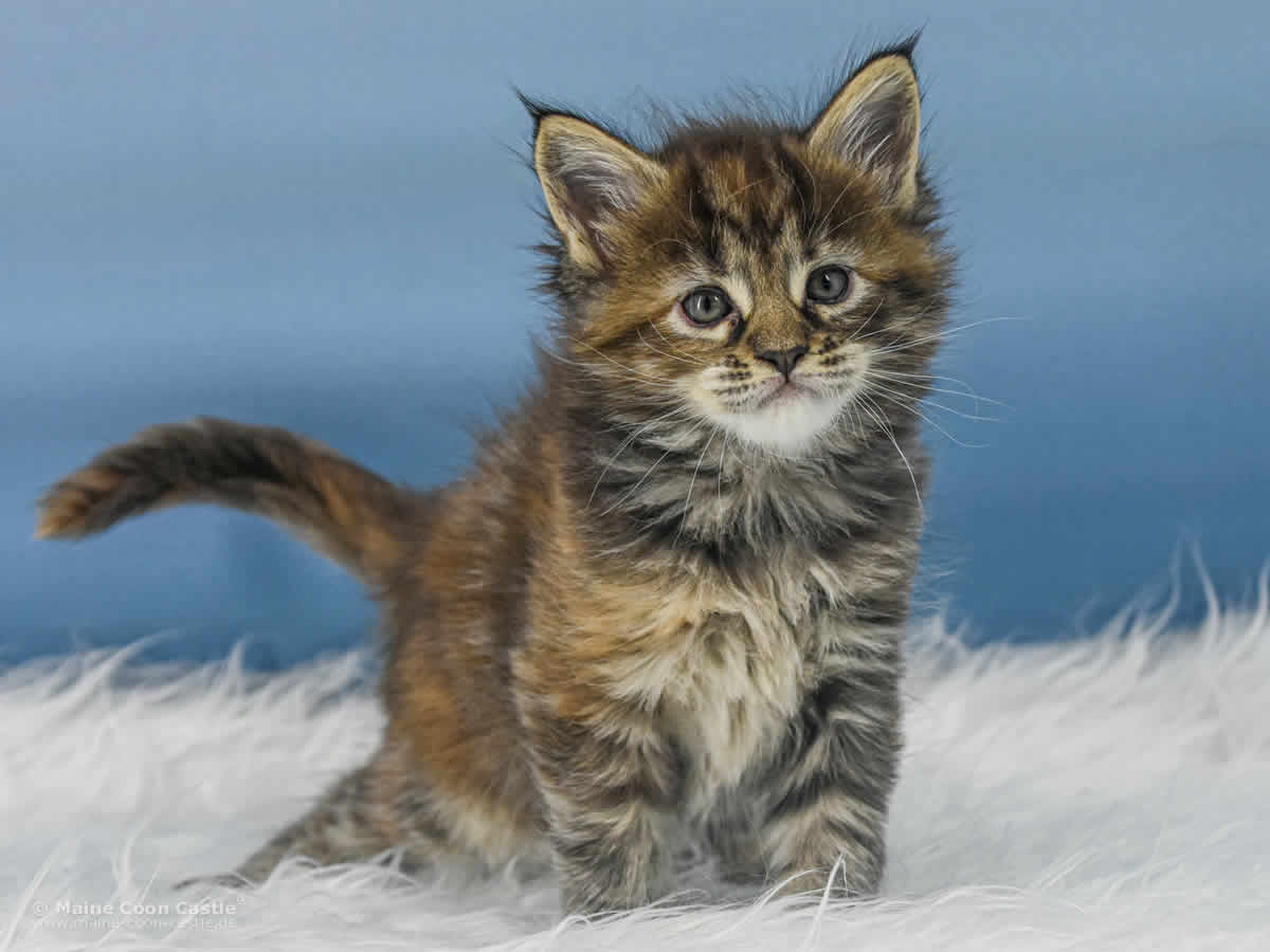 Ushi 5 Wochen alt, 631 g Maine Coon Baby Ushi 5 Wochen alt