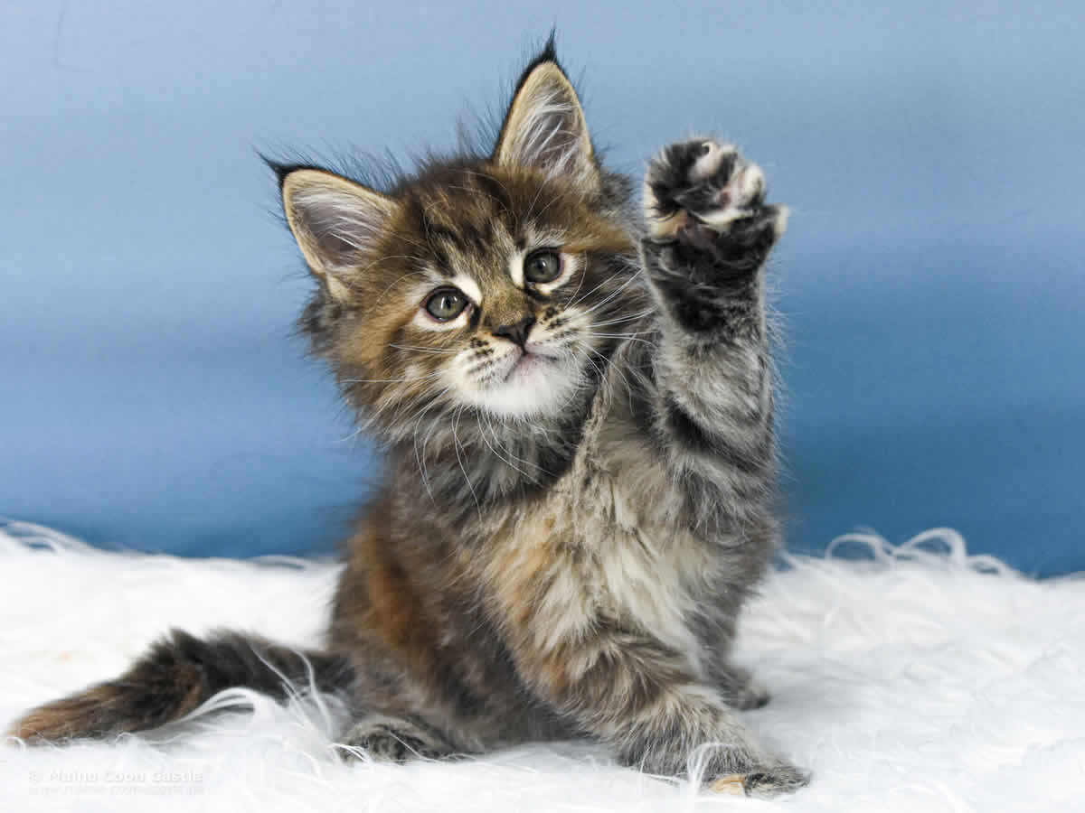 Ushi 6 Wochen alt, 756 g Maine Coon Baby Ushi 6 Wochen alt