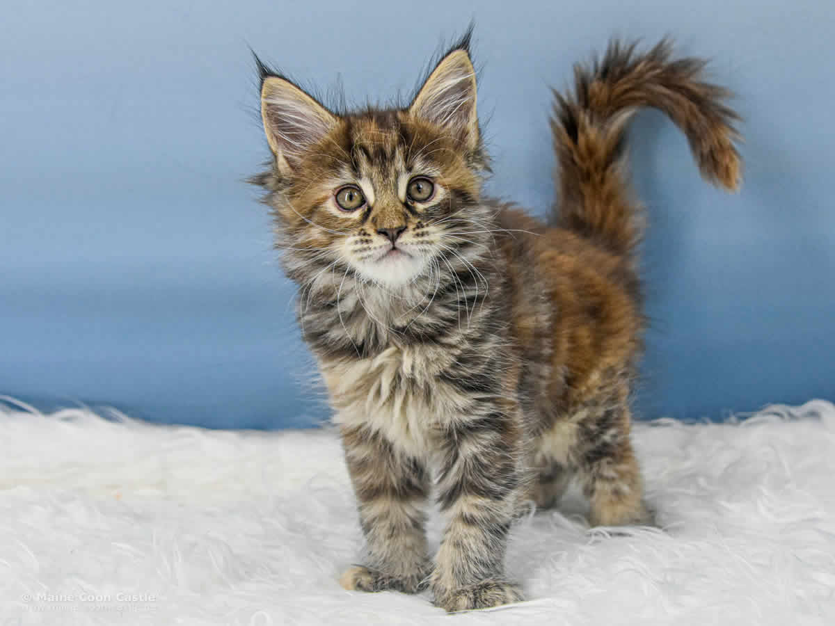 Ushi 7 Wochen alt, 909 g Maine Coon Baby Ushi 7 Wochen alt