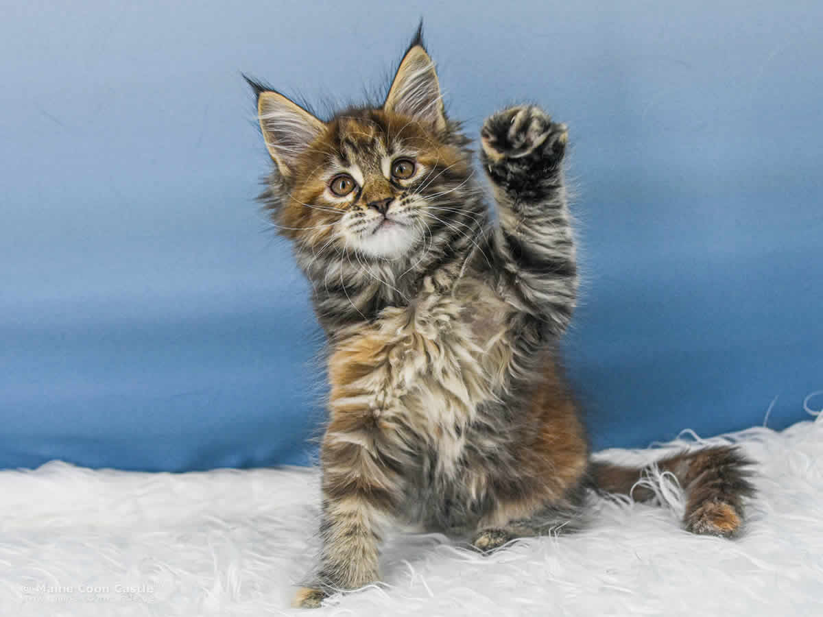 Ushi 8 Wochen alt, 1012 g Maine Coon Baby Ushi 8 Wochen alt