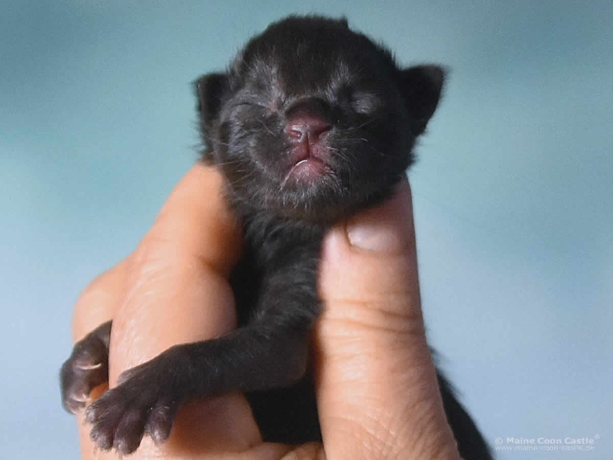 Uta 1 Tag alt, 95 g Maine Coon Baby Uta 1 Tag alt