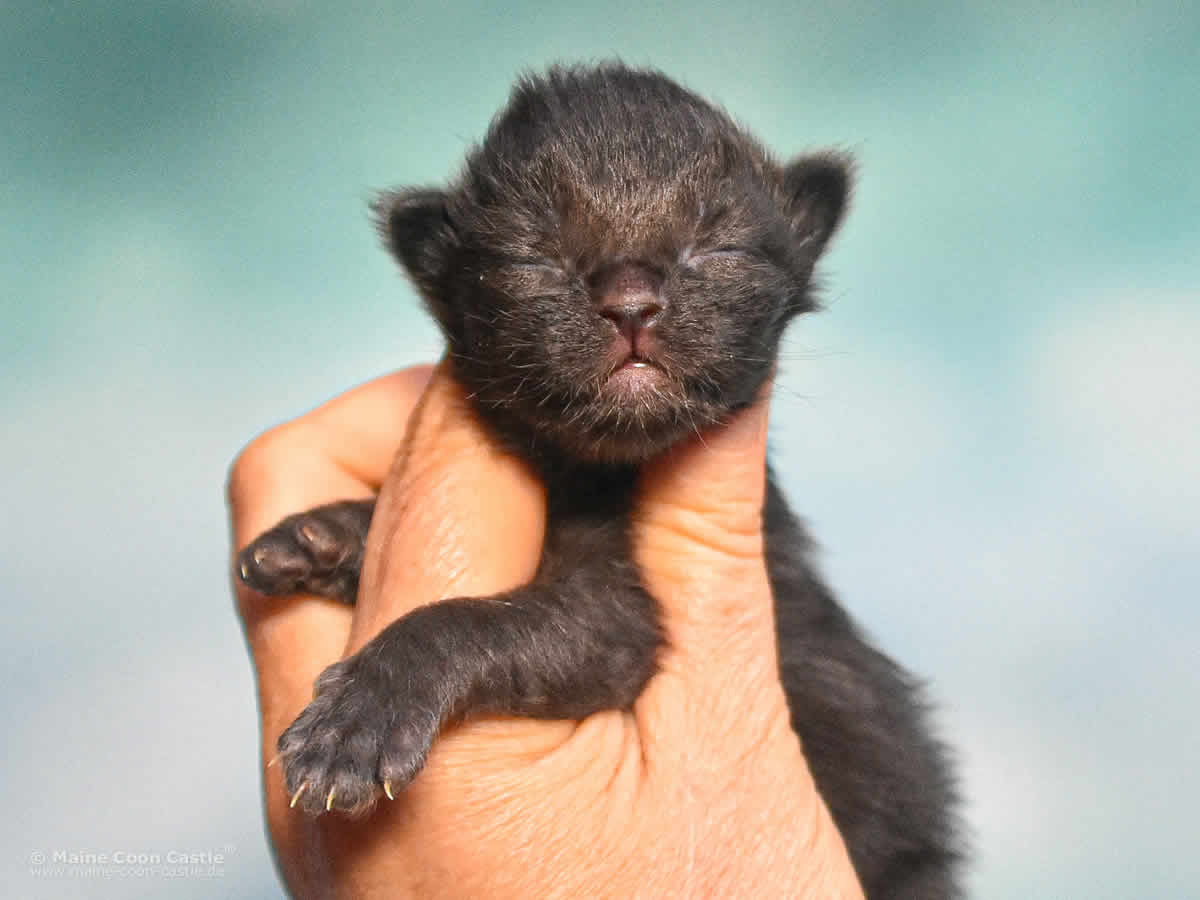 Uta 1 Woche alt, 204 g Maine Coon Baby Uta 1 Woche alt