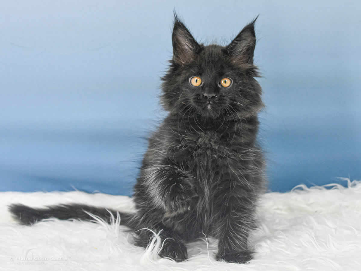 Uta 10 Wochen alt, 1150 g Maine Coon Baby Uta 10 Wochen alt