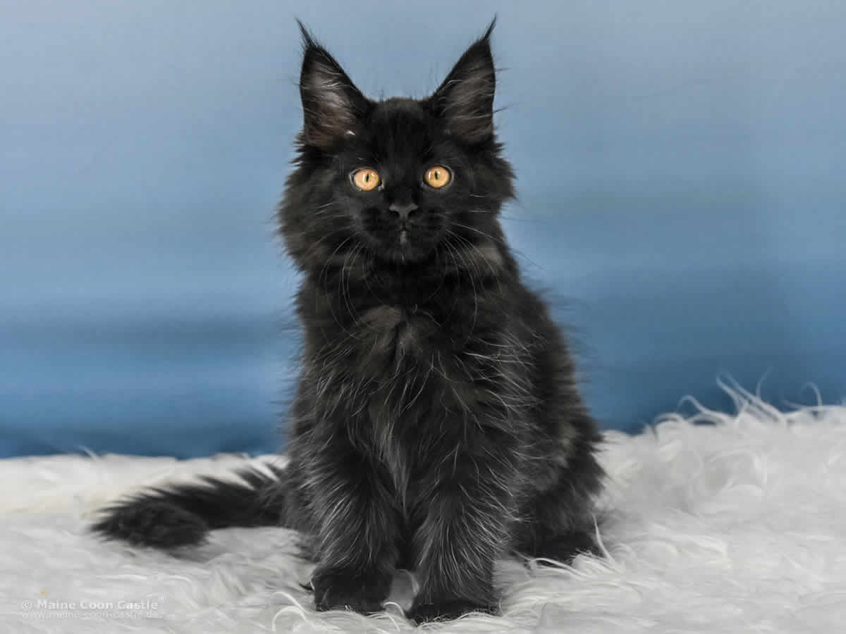 Uta 12 Wochen alt, 1355 g Maine Coon Baby Uta 12 Wochen alt