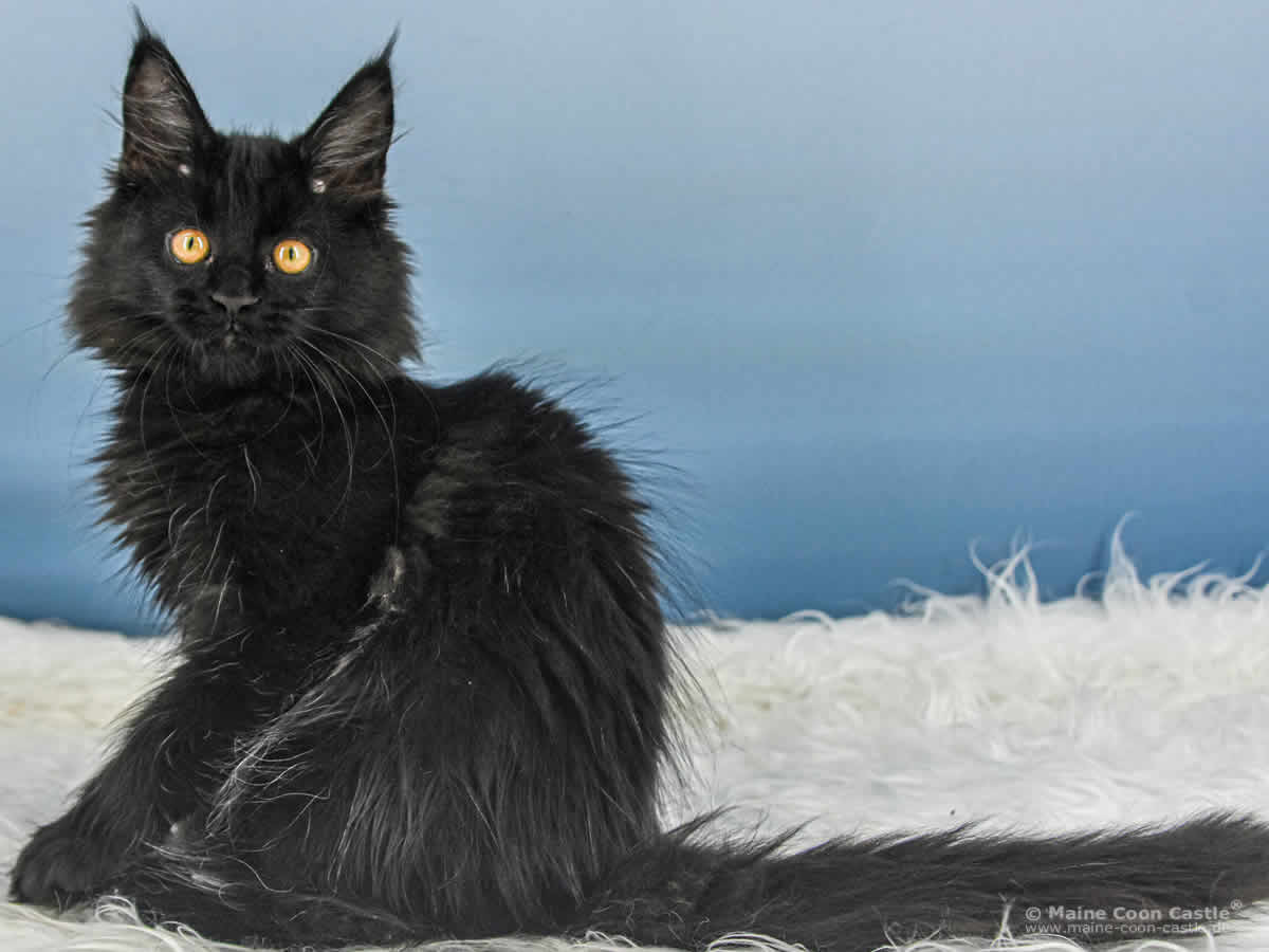 Uta of Maine Coon Castle Uta of Maine Coon Castle