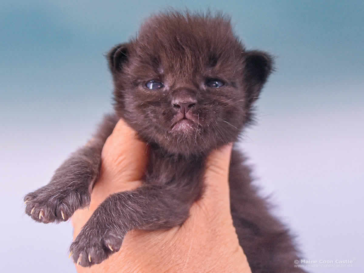 Uta 2 Wochen alt, 295 g Maine Coon Baby Uta 2 Wochen alt