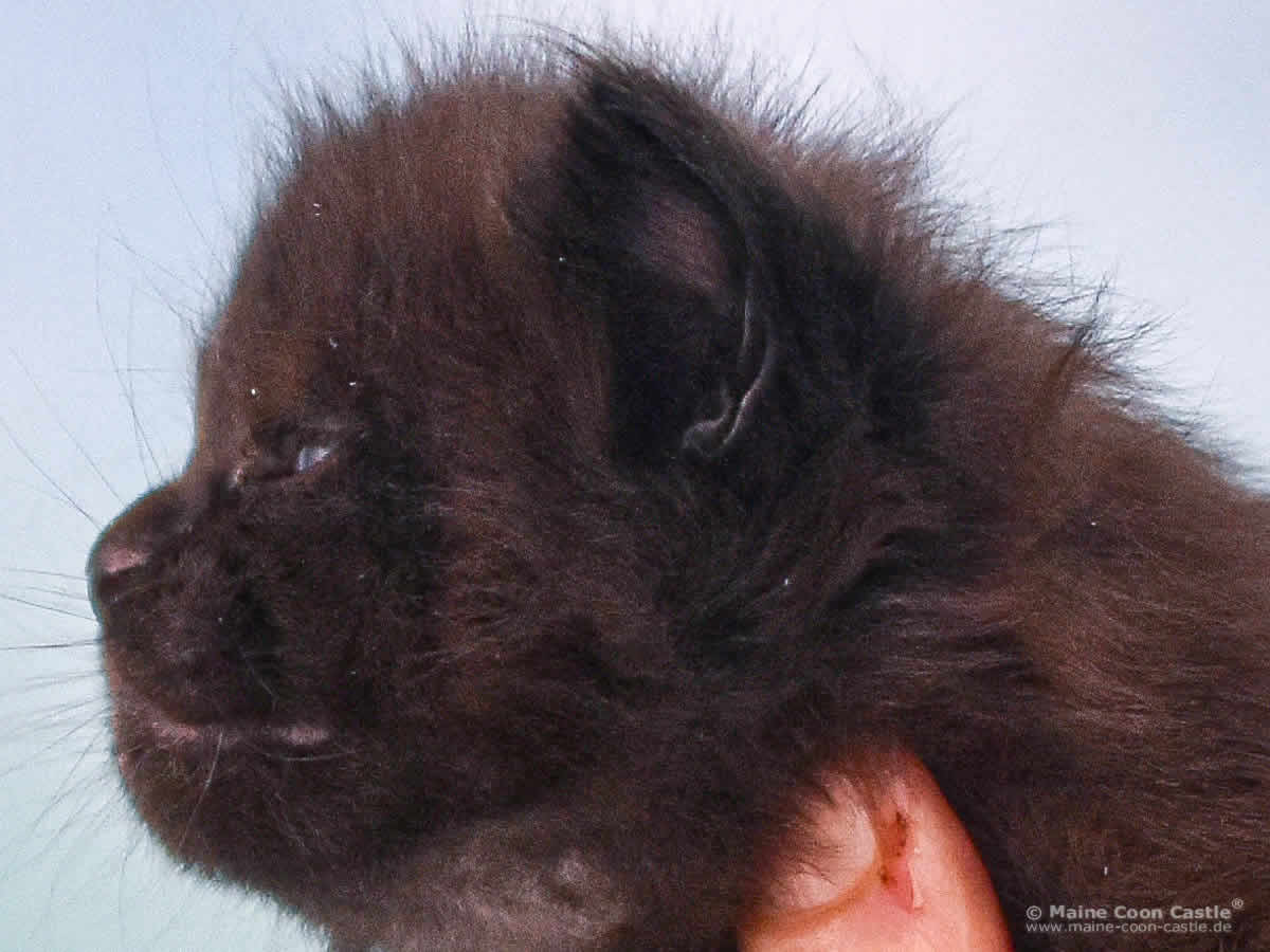 Uta 3 Wochen alt Maine Coon Baby Uta 3 Wochen alt
