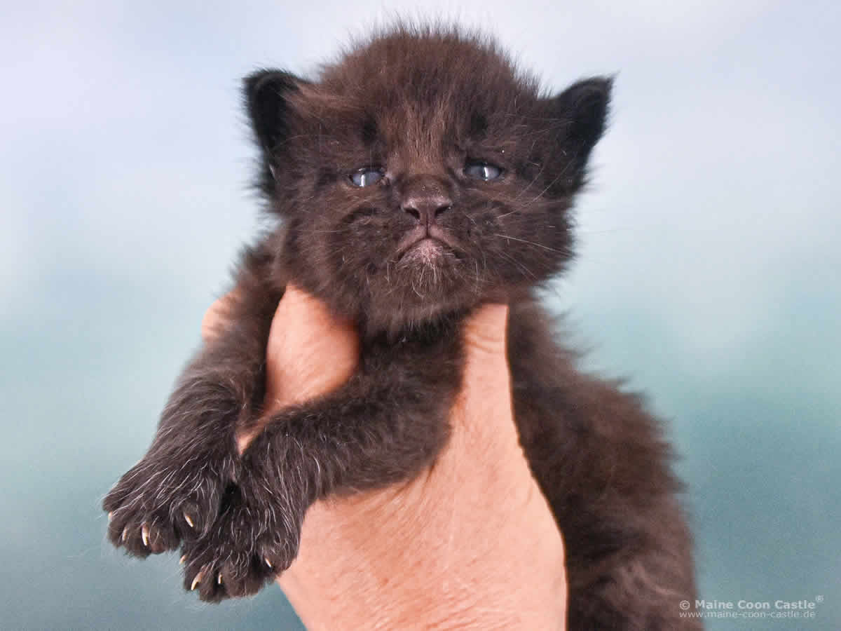 Uta 3 Wochen alt, 397 g Maine Coon Baby Uta 3 Wochen alt