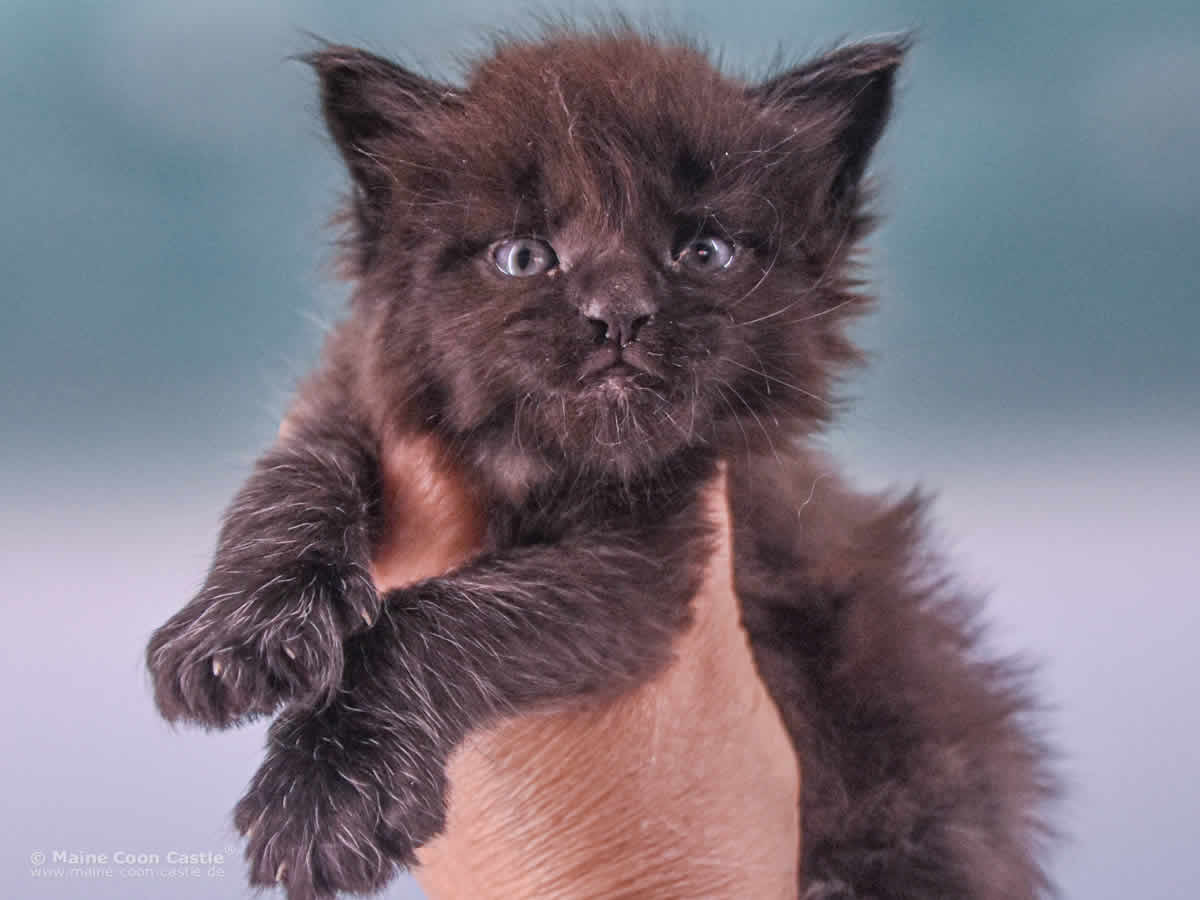 Uta 4 Wochen alt, 490 g Maine Coon Baby Uta 4 Wochen alt