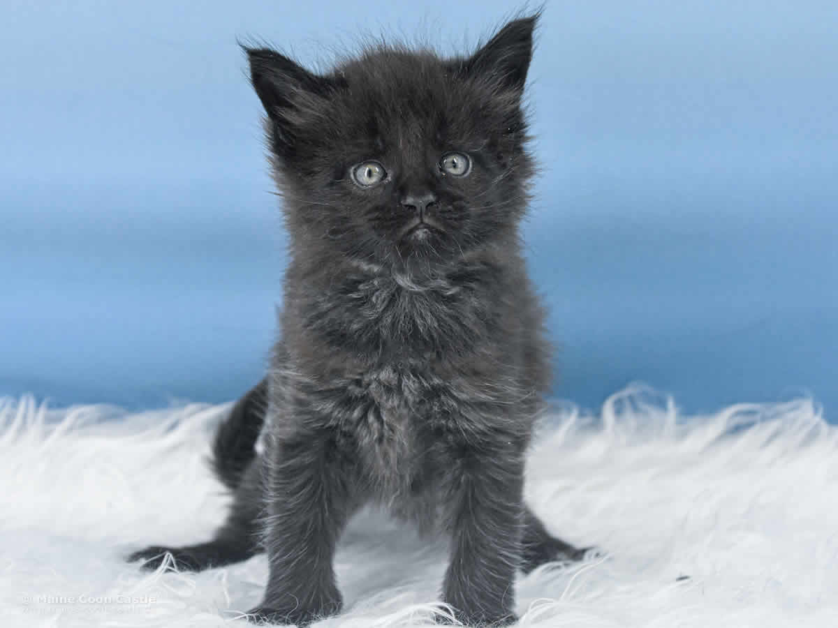 Uta 5 Wochen alt, 535 g Maine Coon Baby Uta 5 Wochen alt