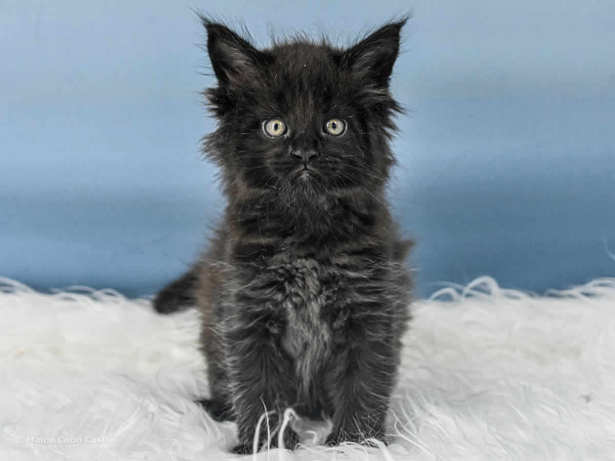 Uta 6 Wochen alt, 693 g Maine Coon Baby Uta 6 Wochen alt