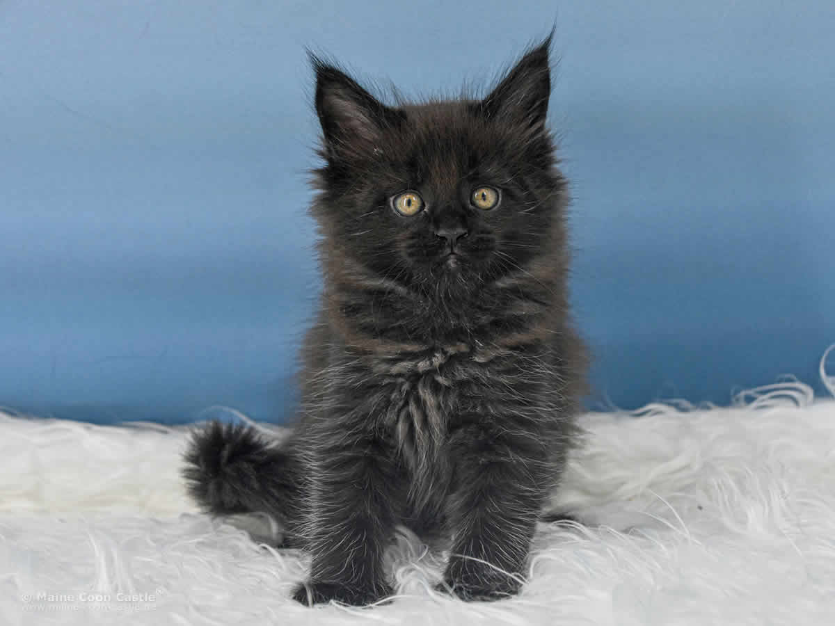 Uta 7 Wochen alt, 796 g Maine Coon Baby Uta 7 Wochen alt