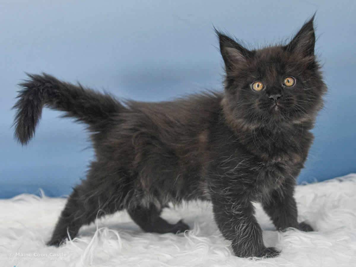 Uta 8 Wochen alt, 890 g Maine Coon Baby Uta 8 Wochen alt