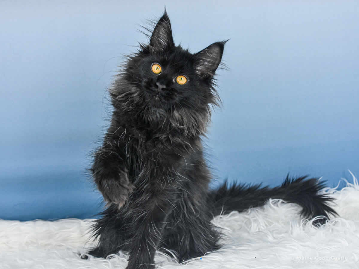 Ute of Maine Coon Castle Ute of Maine Coon Castle