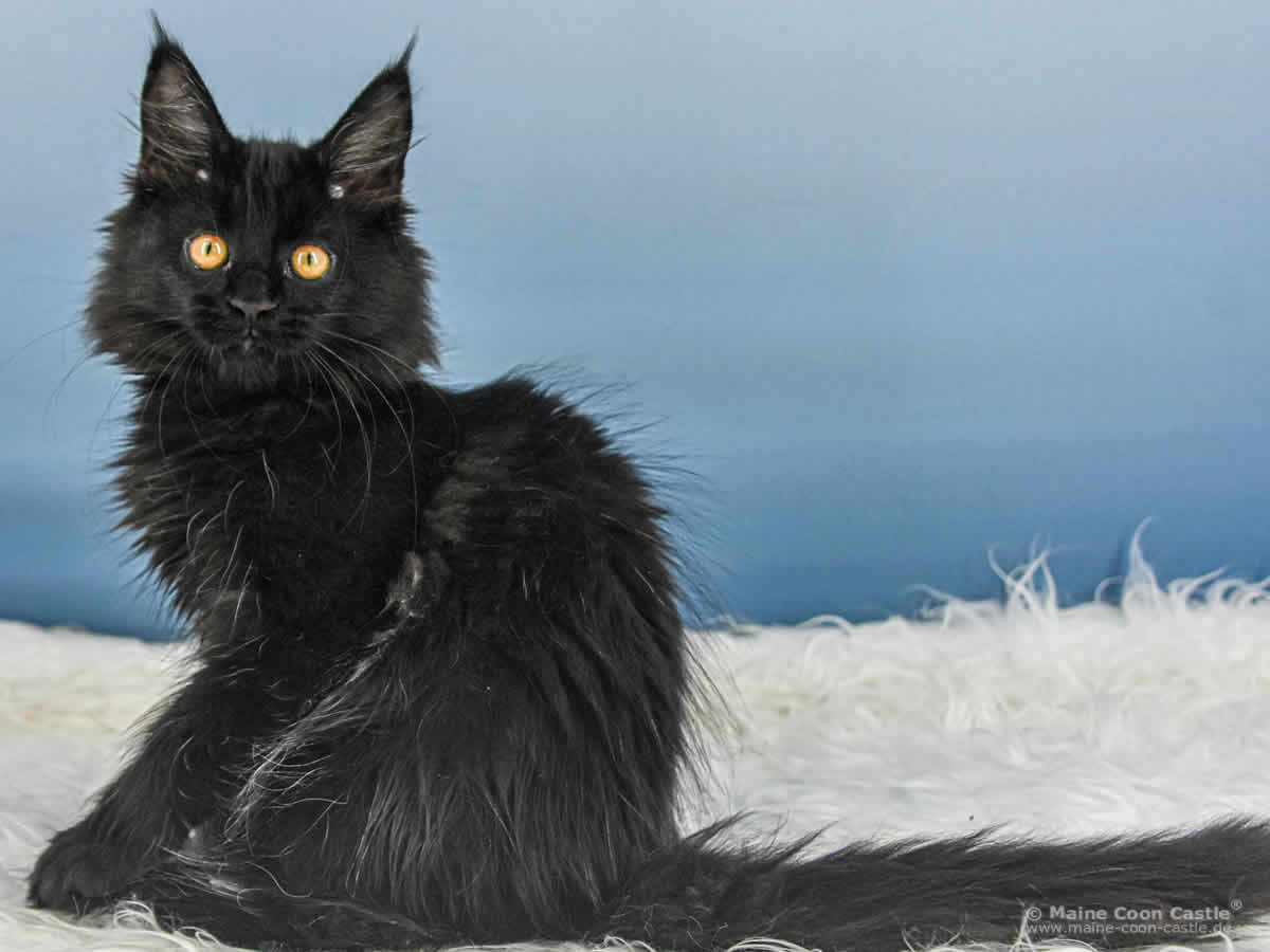 Maine Coon Kitten Ute of Maine Coon Castle Maine Coon Kitten Ute of Maine Coon Castle