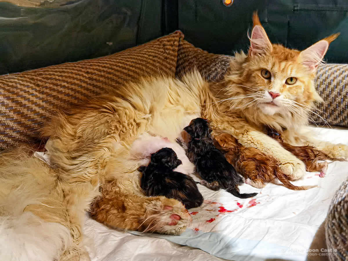 Nanny nach der Geburt der Maine Coon Kitten des V3 Wurfes Nanny nach der Geburt der Maine Coon Kitten des V3 Wurfes