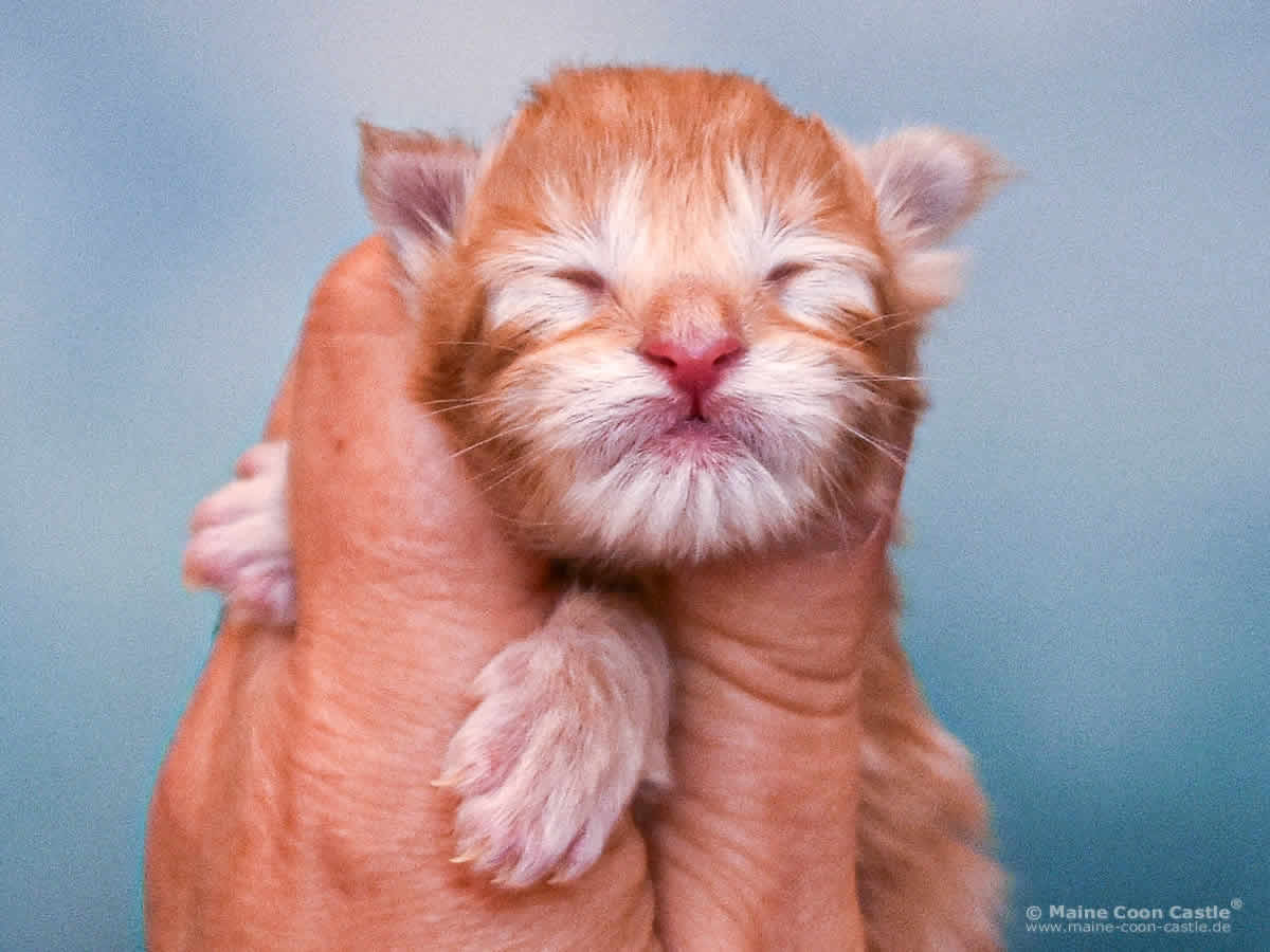 Valentin 1 Tag alt, 134 g Maine Coon Baby Valentin 1 Tag alt