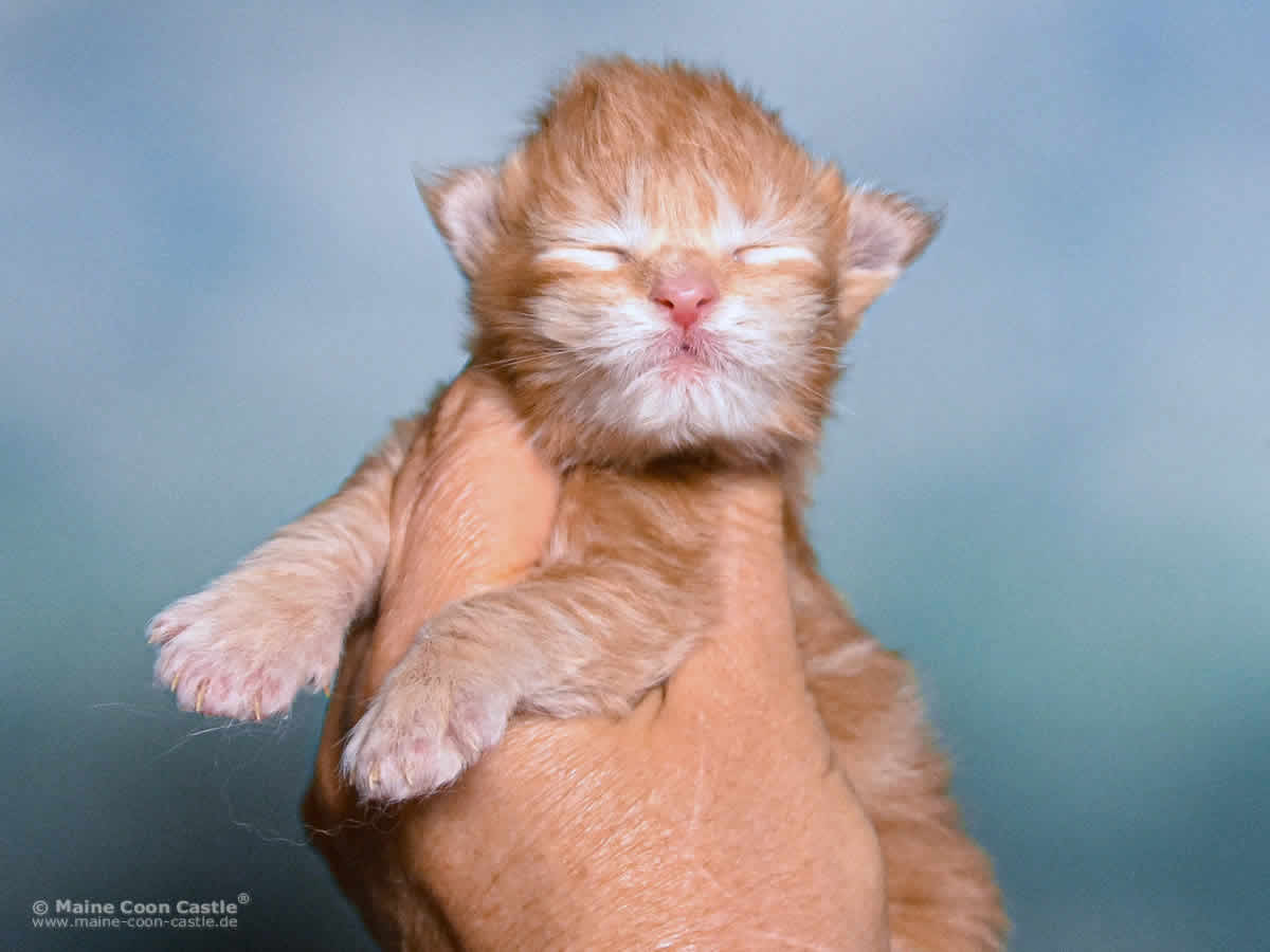 Valentin 1 Woche alt, 252 g Maine Coon Baby Valentin 1 Woche alt