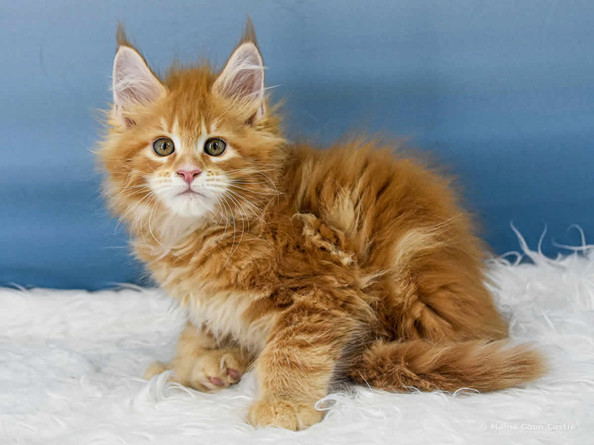 Valentin 10 Wochen alt, 1446 g Maine Coon Baby Valentin 10 Wochen alt