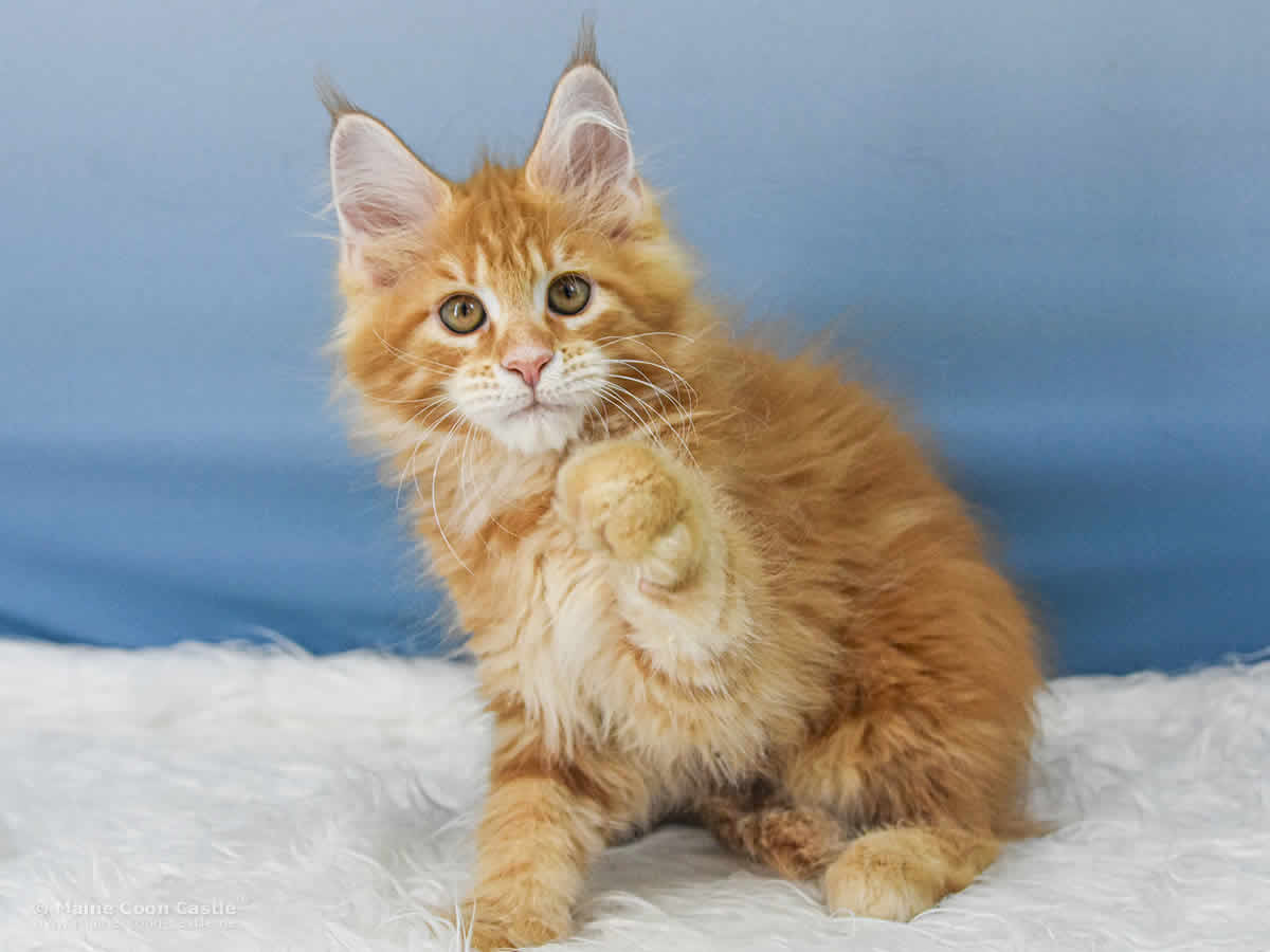 Valentin 12 Wochen alt, 1763 g Maine Coon Baby Valentin 12 Wochen alt