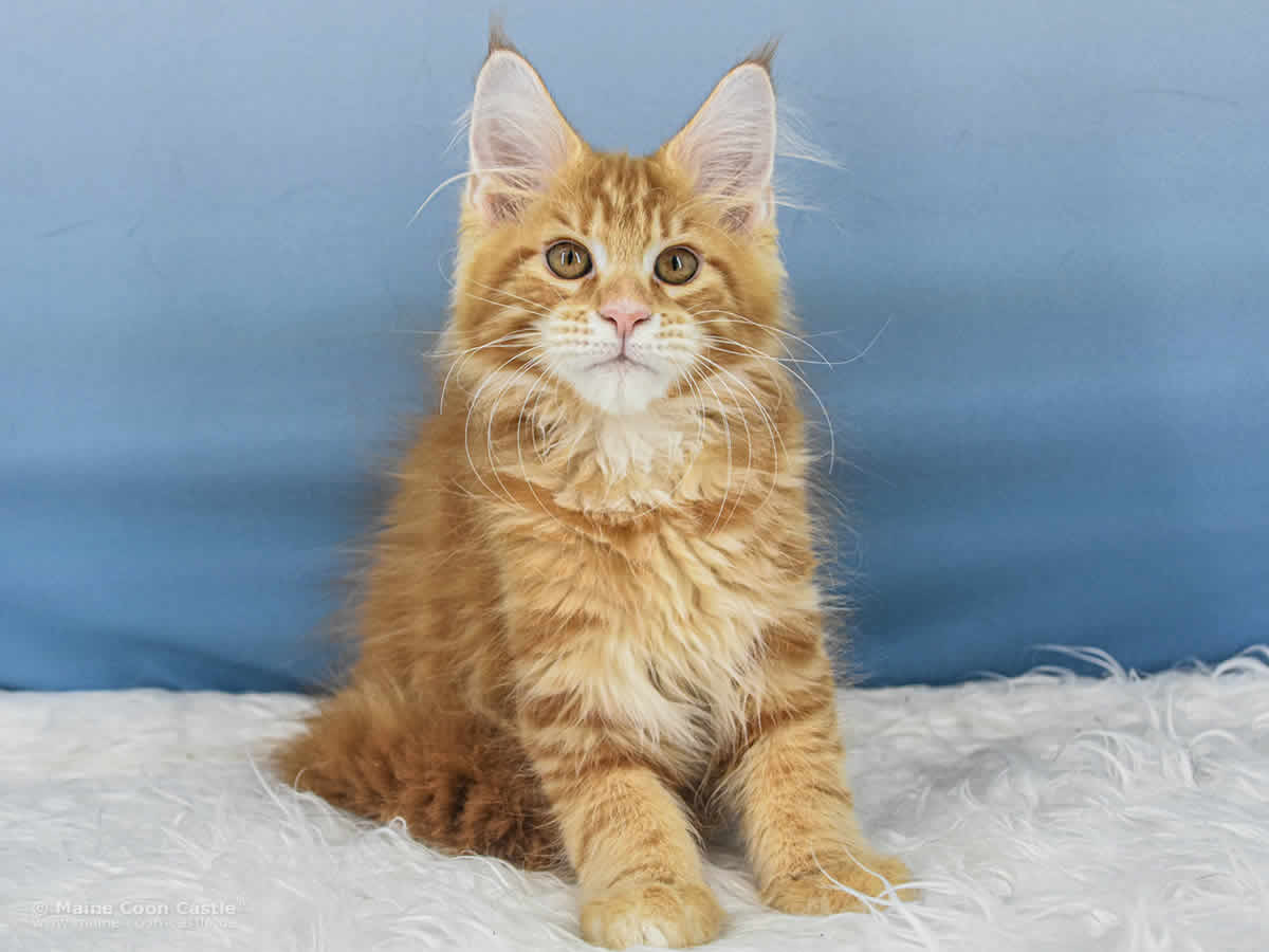 Valentin of Maine Coon Castle Valentin of Maine Coon Castle