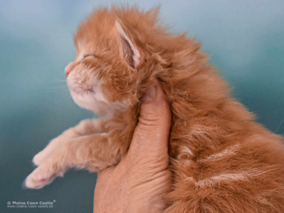 Valentin 2 Wochen alt Maine Coon Baby Valentin 2 Wochen alt