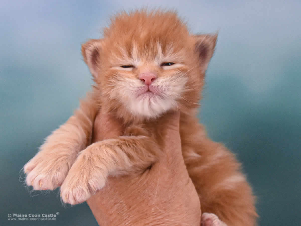 Valentin 2 Wochen alt, 353 g Maine Coon Baby Valentin 2 Wochen alt