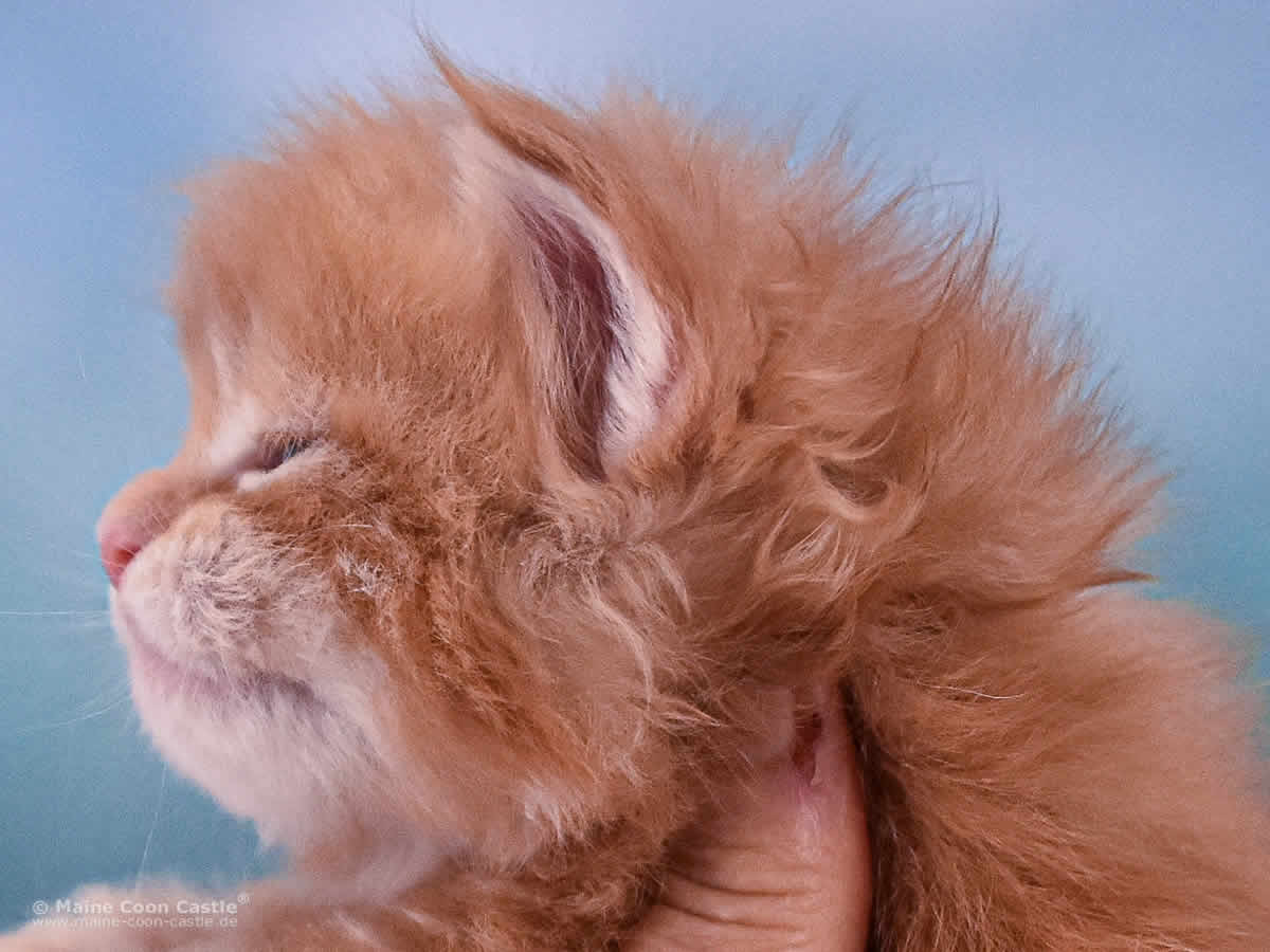 Valentin 3 Wochen alt Maine Coon Baby Valentin 3 Wochen alt
