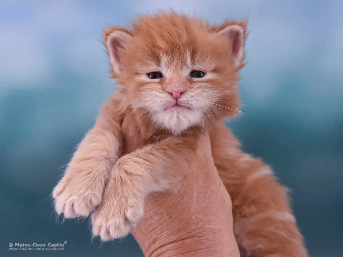Valentin 3 Wochen alt, 490 g Maine Coon Baby Valentin 3 Wochen alt