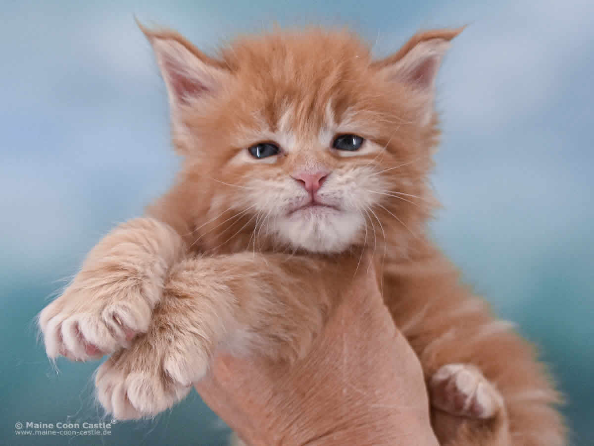 Valentin 4 Wochen alt, 603 g Maine Coon Baby Valentin 4 Wochen alt