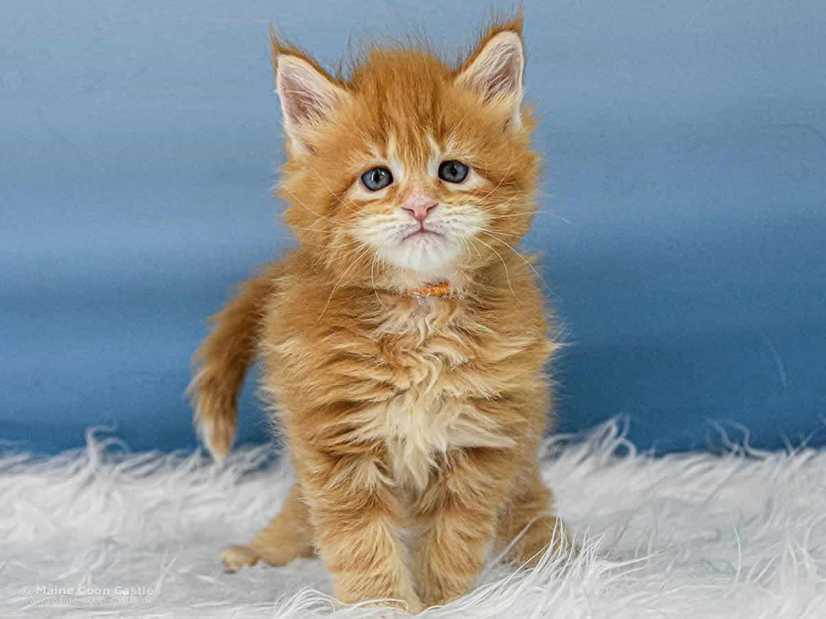 Valentin 5 Wochen alt, 713 g Maine Coon Baby Valentin 5 Wochen alt