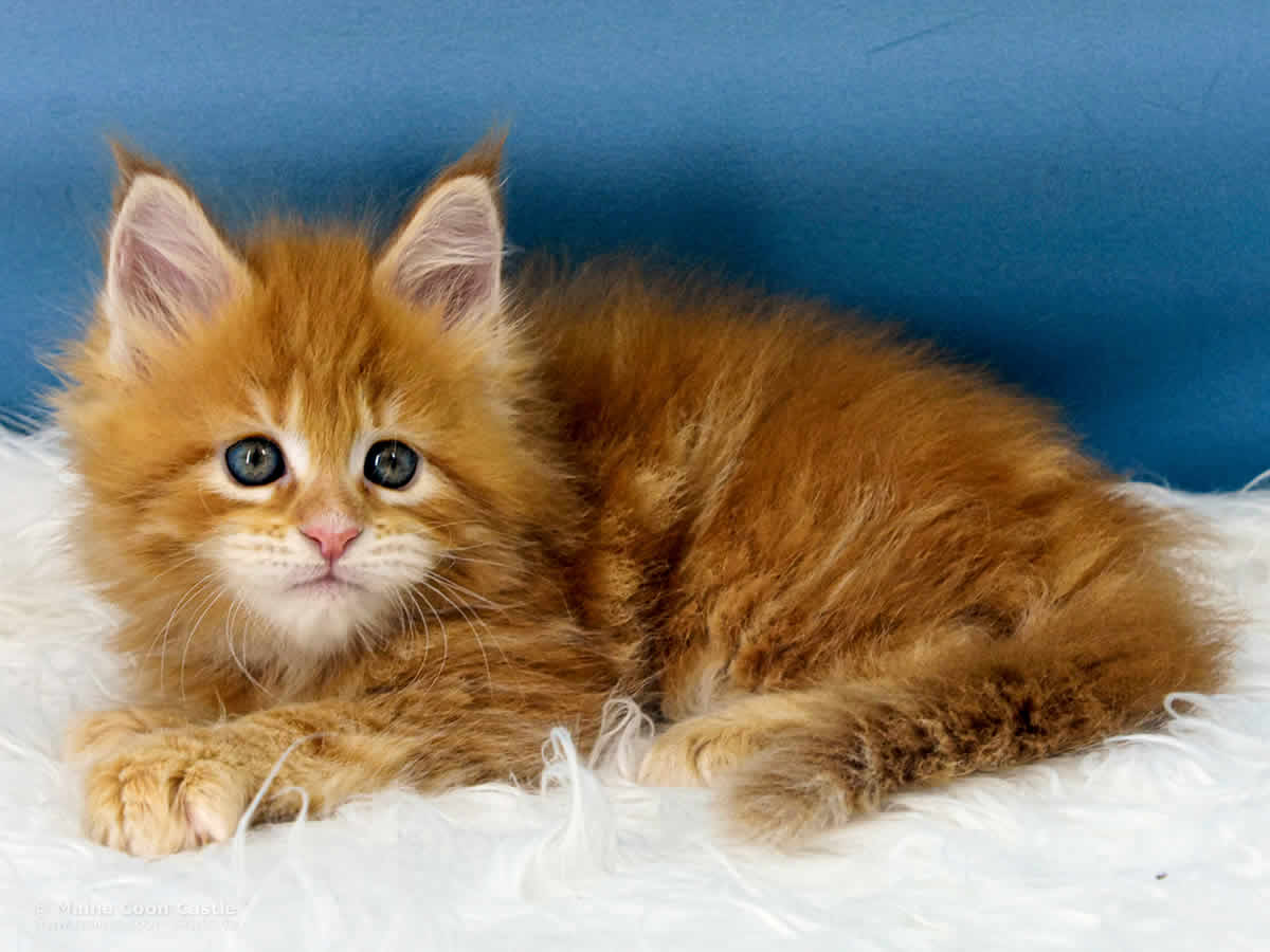 Valentin 6 Wochen alt, 815 g Maine Coon Baby Valentin 6 Wochen alt
