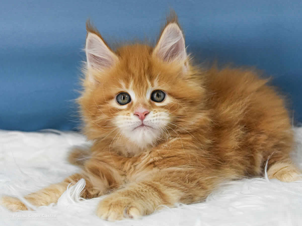 Valentin 7 Wochen alt, 889 g Maine Coon Baby Valentin 7 Wochen alt