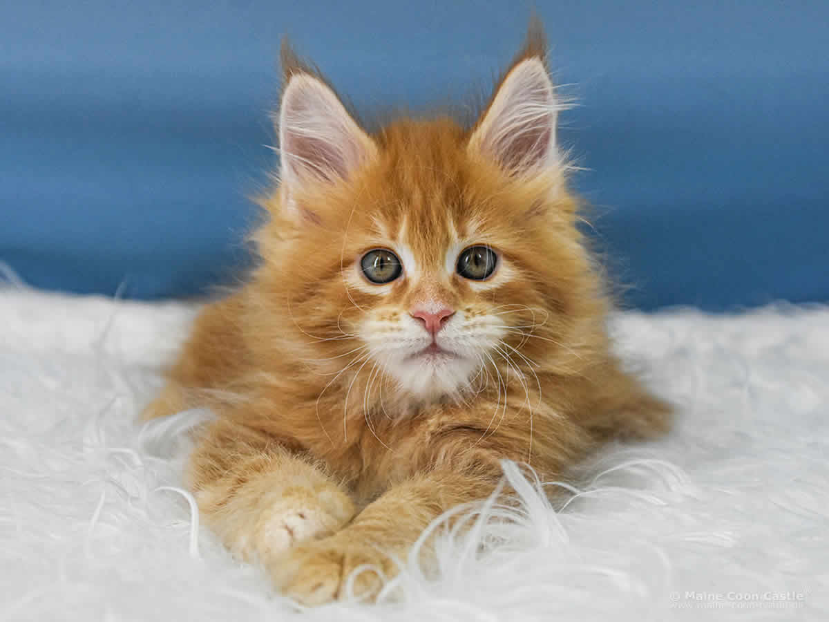 Valentin 8 Wochen alt, 1102 g Maine Coon Baby Valentin 8 Wochen alt
