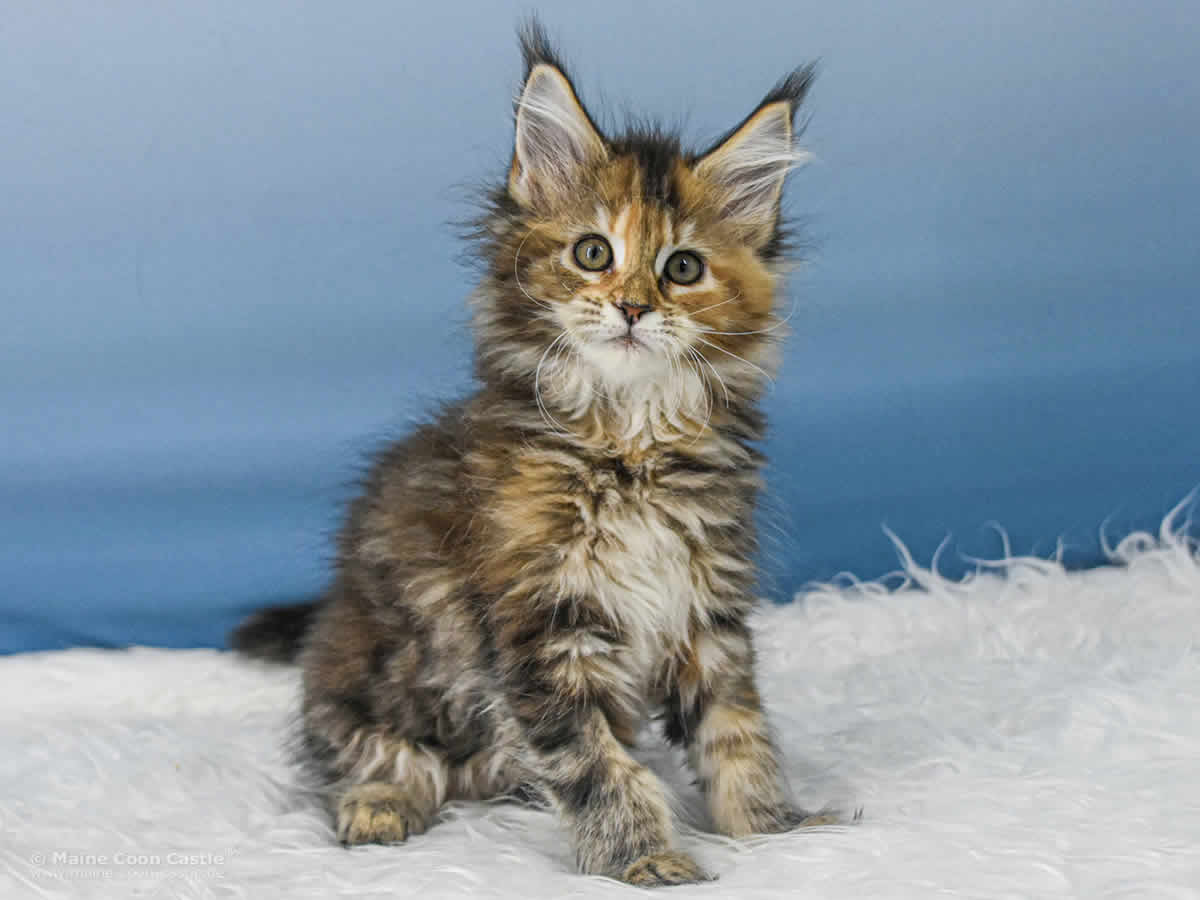Maine Coon Kitten Valentina of Maine Coon Castle Maine Coon Kitten Valentina of Maine Coon Castle