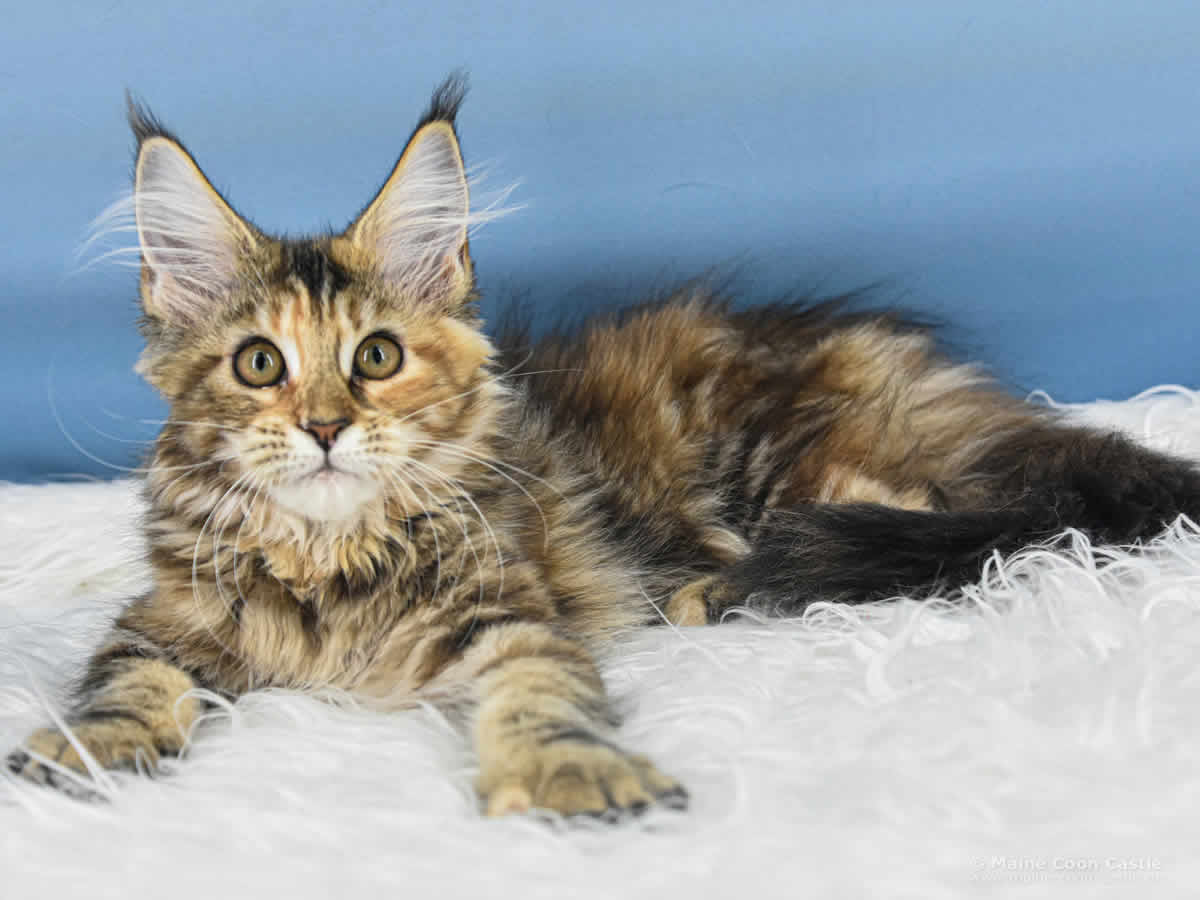 Valentina of Maine Coon Castle Valentina of Maine Coon Castle