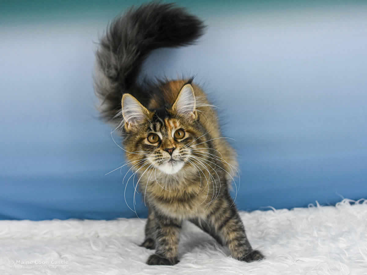 Van Anett of Maine Coon Castle Van Anett of Maine Coon Castle