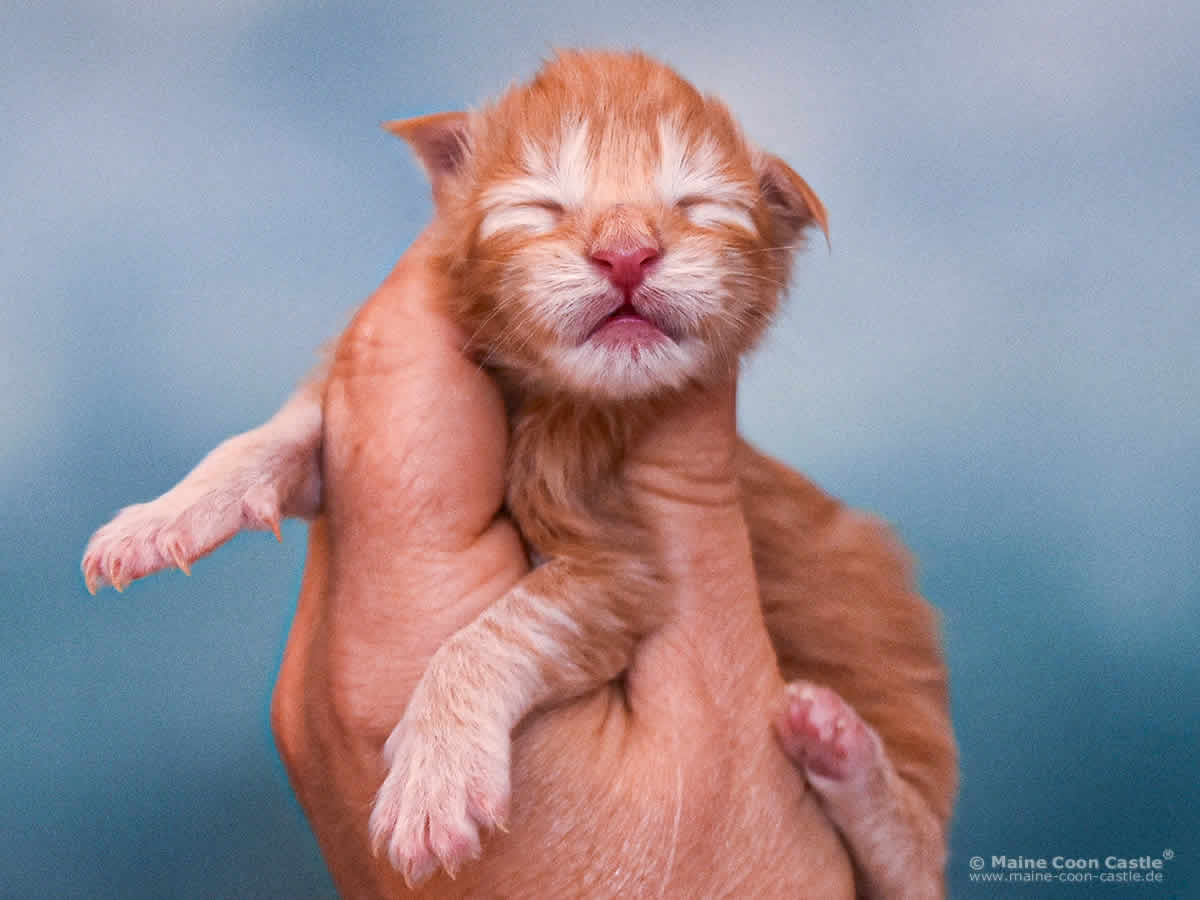 Van Jens 1 Tag alt, 145 g Maine Coon Baby Van Jens 1 Tag alt