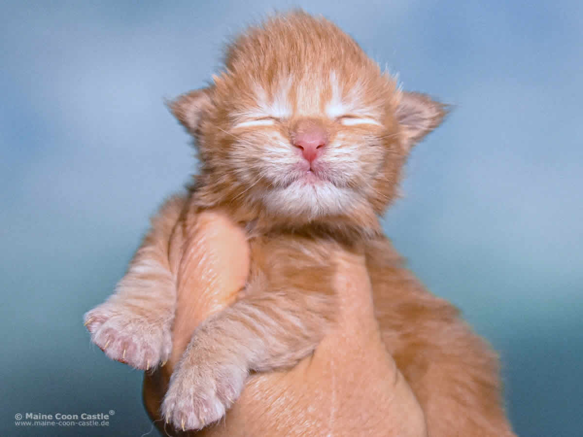Van Jens 1 Woche alt, 286 g Maine Coon Baby Van Jens 1 Woche alt