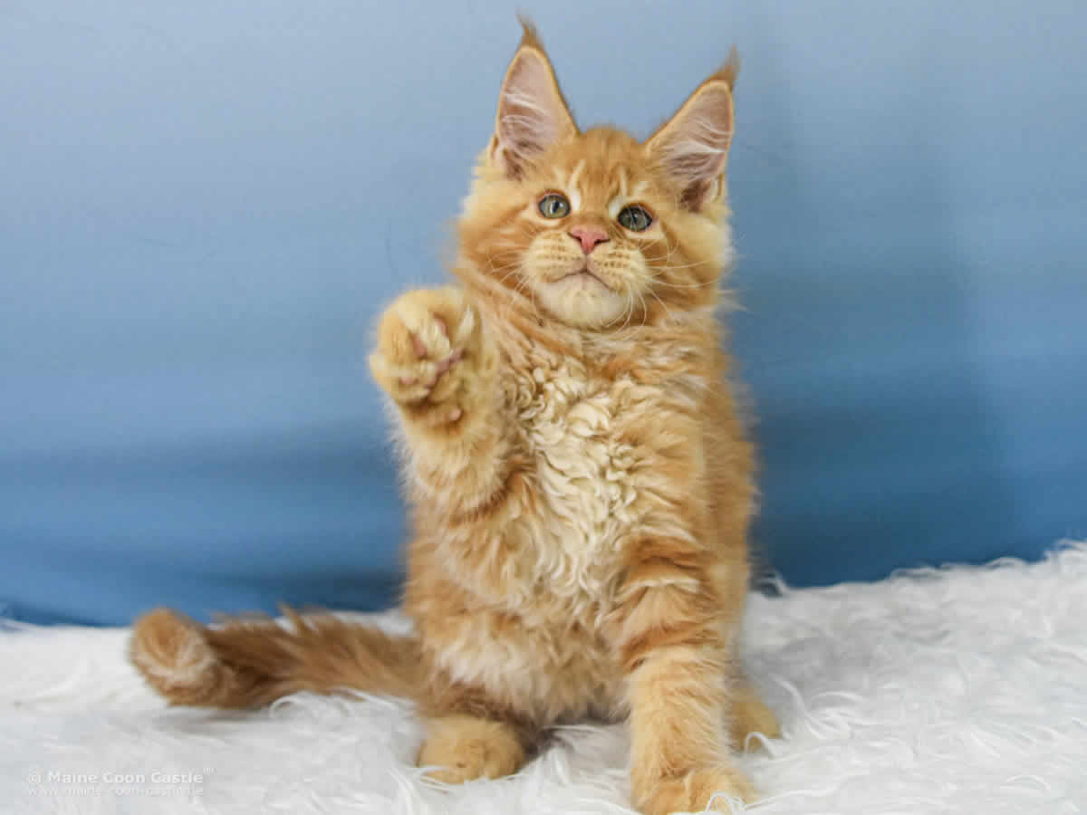 Van Jens 10 Wochen alt, 1700 g Maine Coon Baby Van Jens 10 Wochen alt