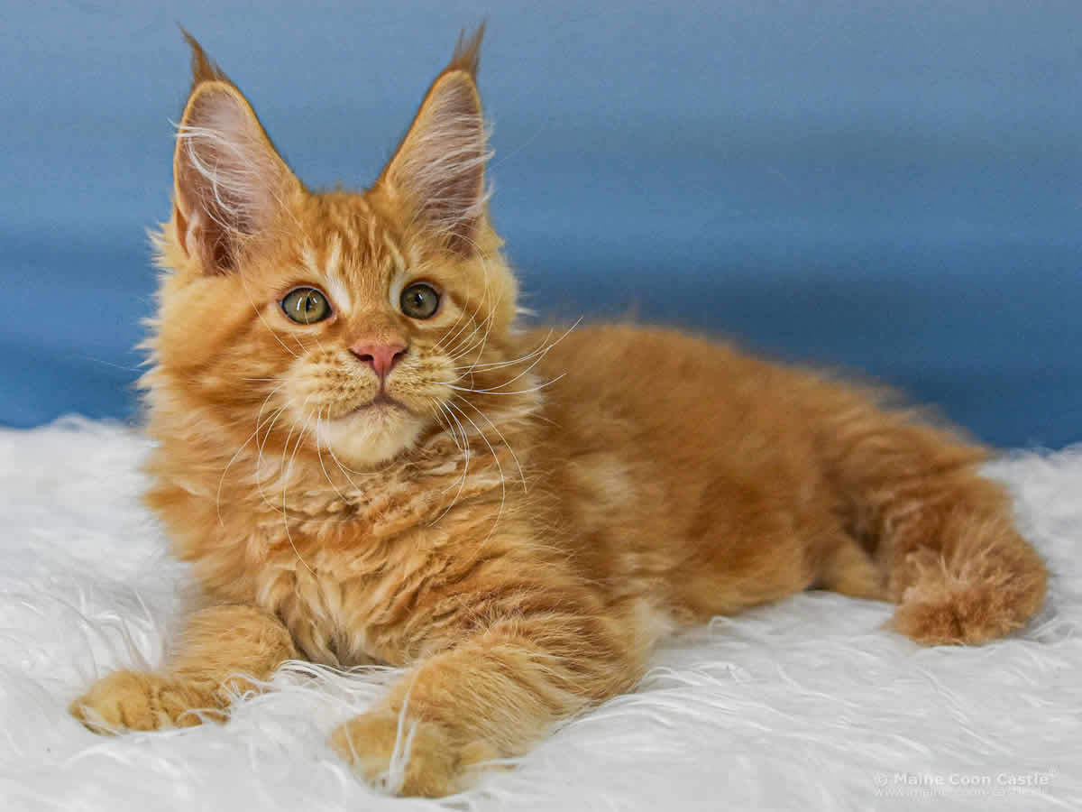 Van Jens 12 Wochen alt, 1950 g Maine Coon Baby Van Jens 12 Wochen alt