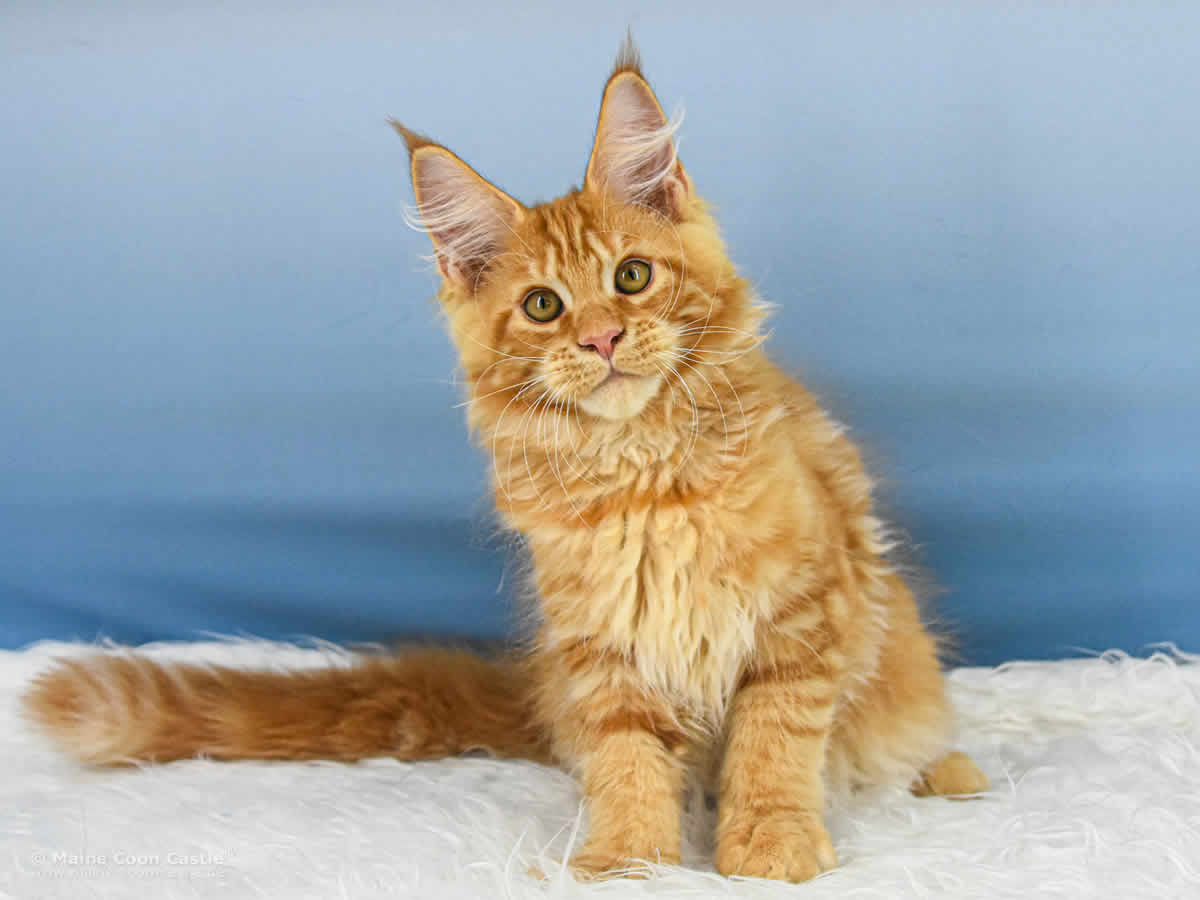 Van Jens 15 Wochen alt, 2708 g Maine Coon Baby Van Jens 15 Wochen alt