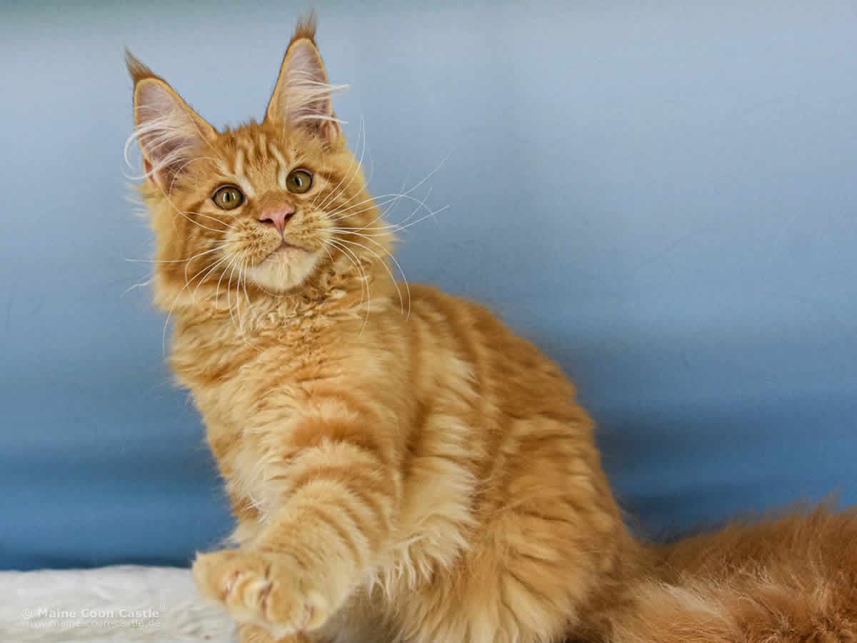 Van Jens of Maine Coon Castle Van Jens of Maine Coon Castle